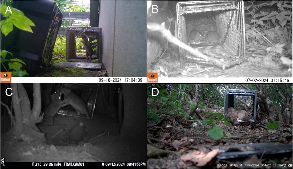 2026 Social behaviour of urban Rattus norvegicus in Helsinki Finland.jpg