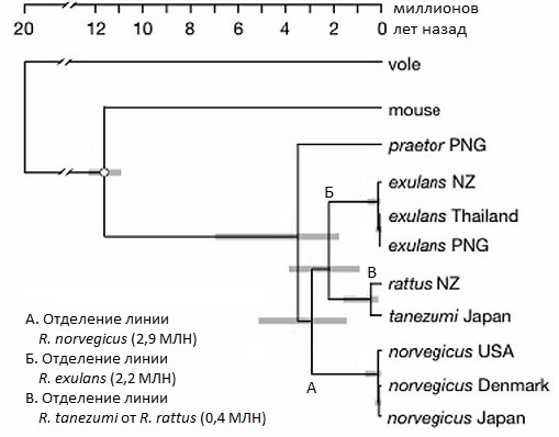 2008 Dating of divergences within the Rattus genus phylogeny using whole mitochondrial genomes.jpg