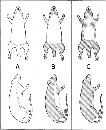 Rattus exulans molting.jpg