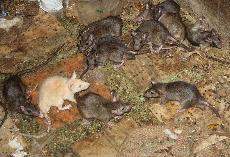 karni-mata-whiterat-rattus-rattus.jpg