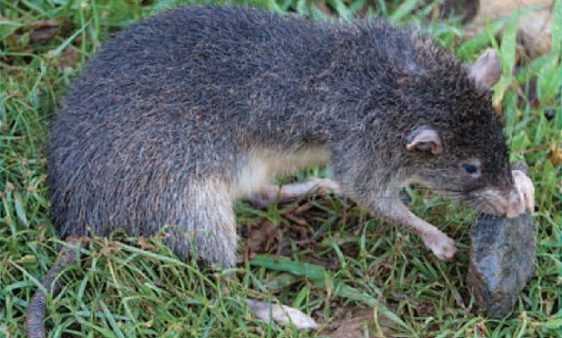 Rattus detentus - new Rattus species.JPG