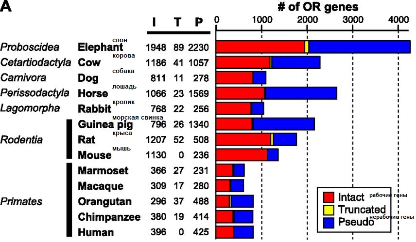 olfactory_genes_rat-dog-elephant-horse.jpg
