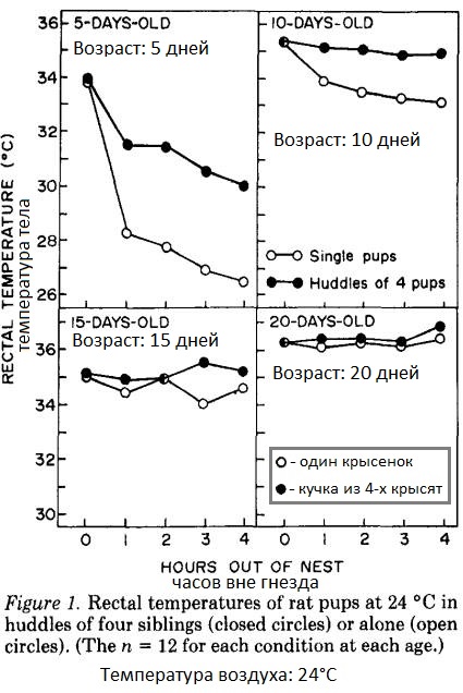 терморегуляция у крысят в возрасте 5 - 10 - 15 - 20 дней.jpg