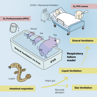 2021 intestinal respiration Takanori Takebe fx1.jpg